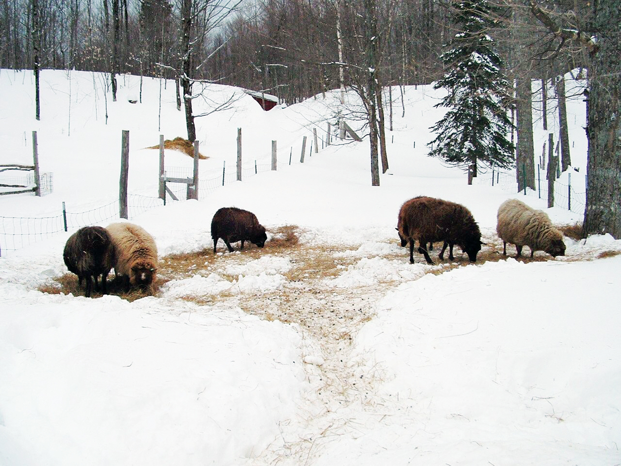 Sheep Breeds That Pay Their Way